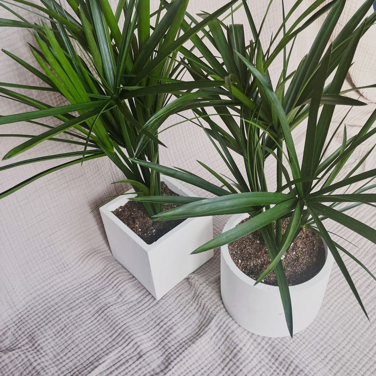 Stabilizovaný papyrus v betonovém květináči