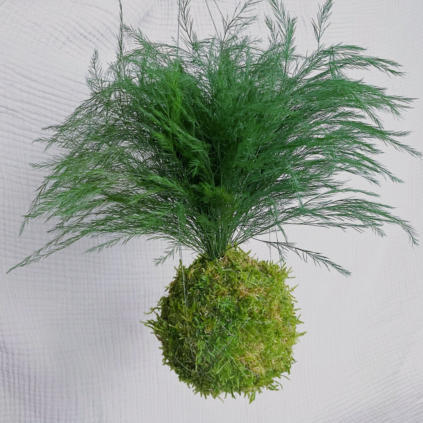 Kokedama ze stabilizovaného Asparagu
