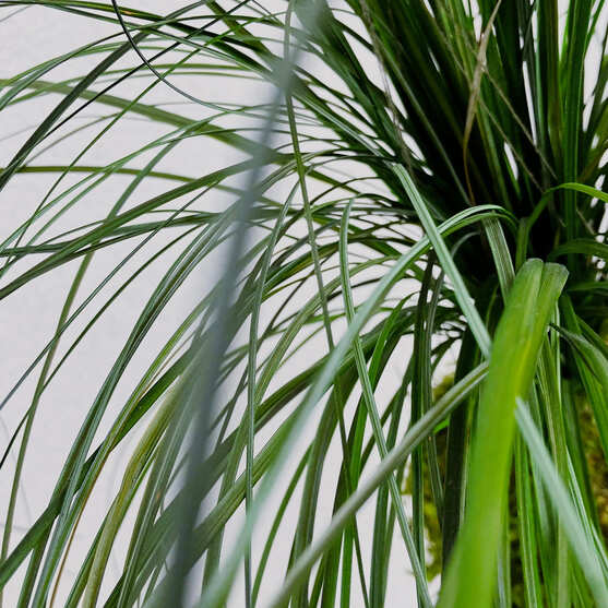 Stabilizovaná kokedama z medvědí trávy