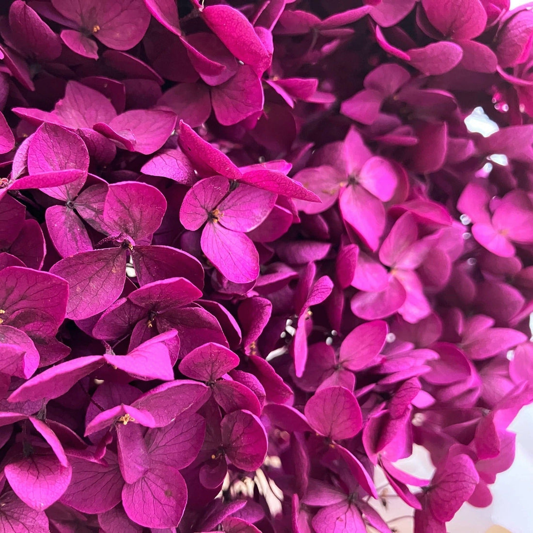 TOP 10 Stabilizovaných rostlin