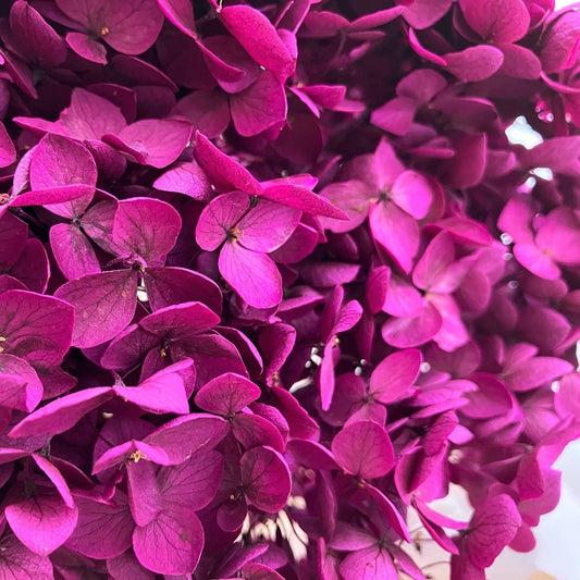 TOP 10 Stabilizovaných rostlin