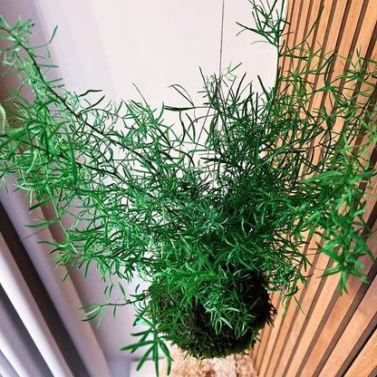 Asparagus Sprengeri - stabilizovaná kokedama
