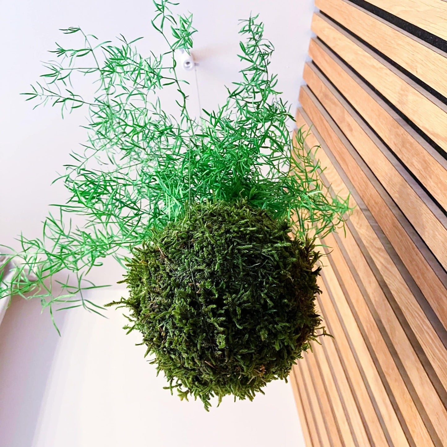 Asparagus Sprengeri - stabilizovaná kokedama