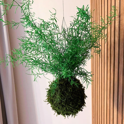 Asparagus Sprengeri - stabilizovaná kokedama