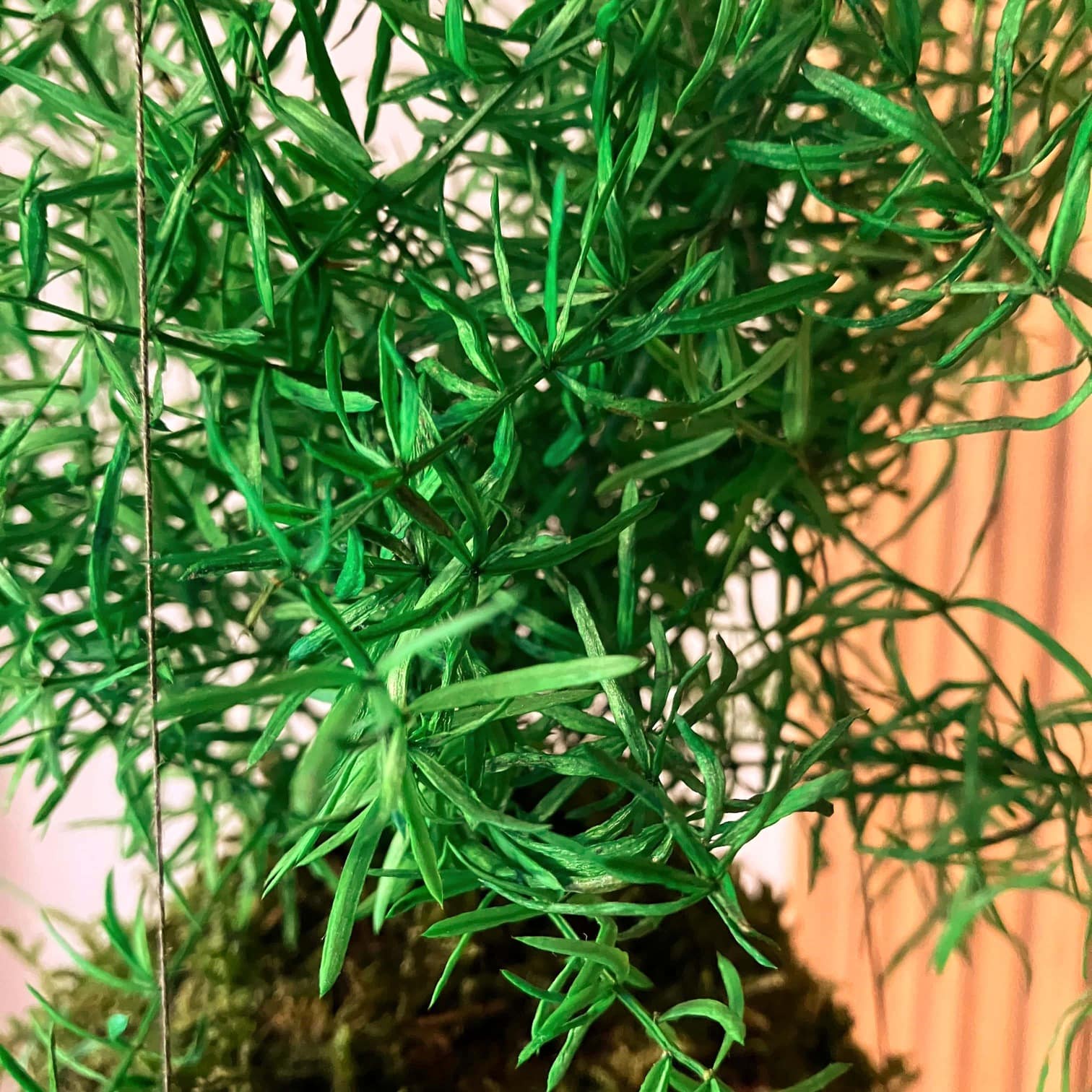 Asparagus Sprengeri - stabilizovaná kokedama