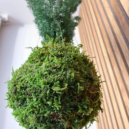 Asparagus densiflorus - stabilizovaná kokedama