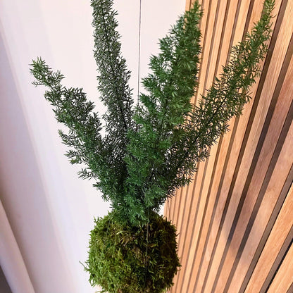 Asparagus densiflorus - stabilizovaná kokedama