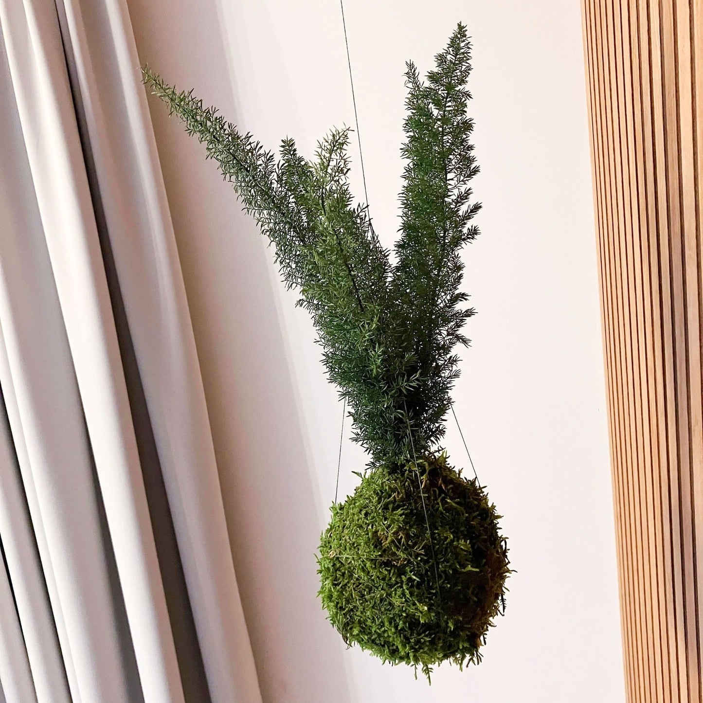 Asparagus densiflorus - stabilizovaná kokedama