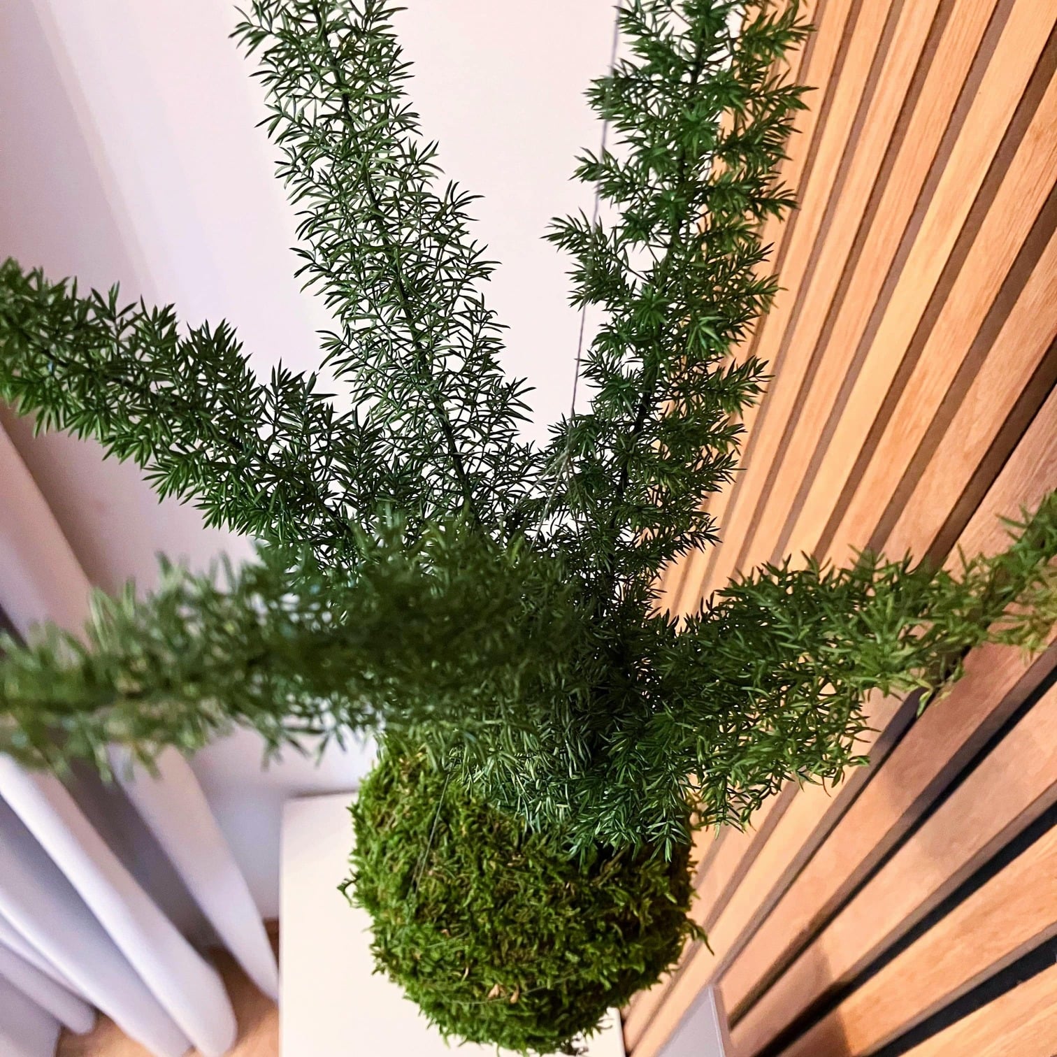 Asparagus densiflorus - stabilizovaná kokedama