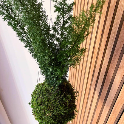 Asparagus densiflorus - stabilizovaná kokedama