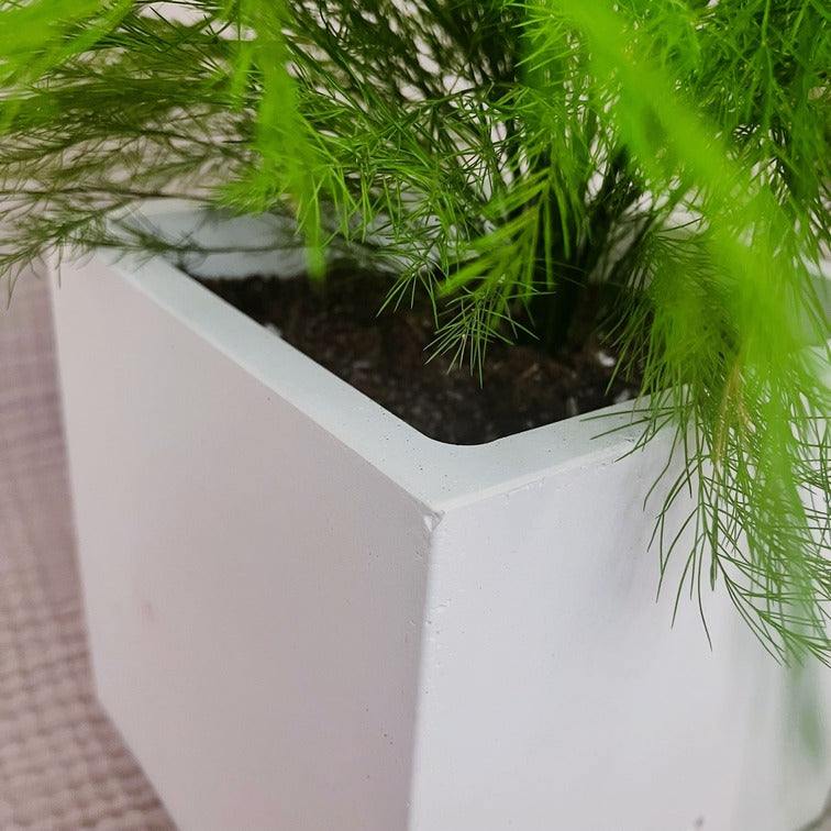 Stabilizovaný asparagus v květináči