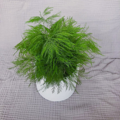 Stabilizovaný asparagus v květináči