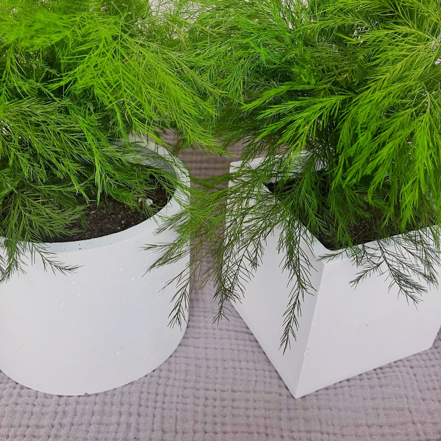 Stabilizovaný asparagus v květináči