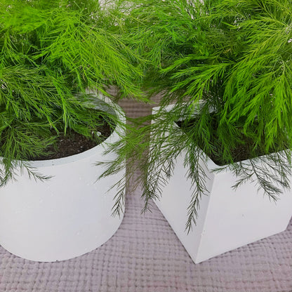 Stabilizovaný asparagus v květináči