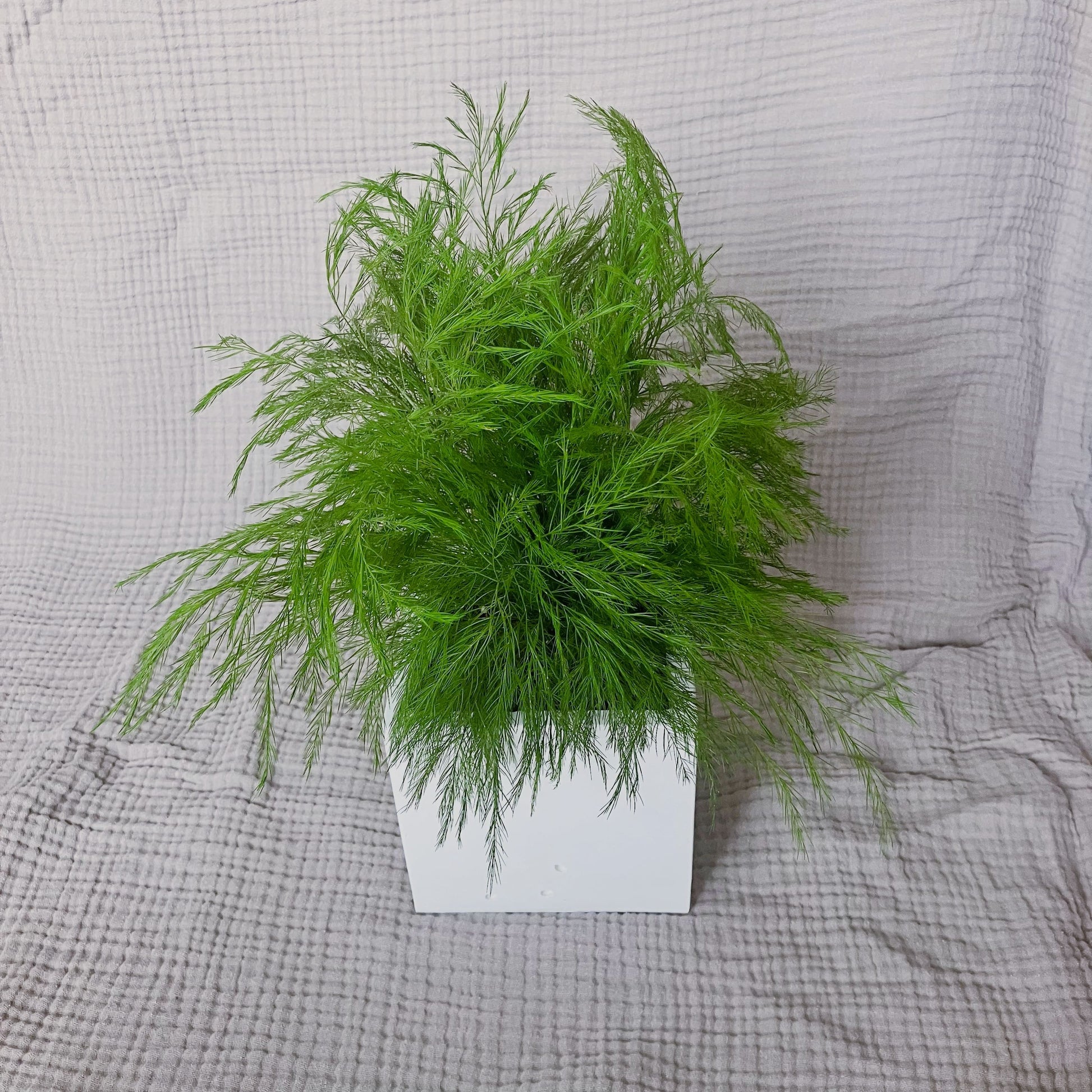 Stabilizovaný asparagus v květináči