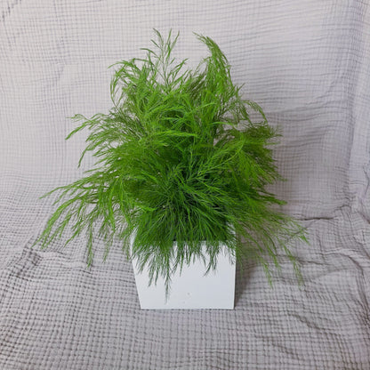 Stabilizovaný asparagus v květináči