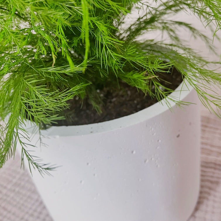 Stabilizovaný asparagus v květináči