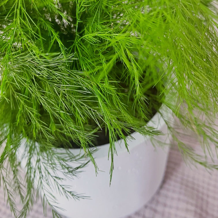 Stabilizovaný asparagus v květináči