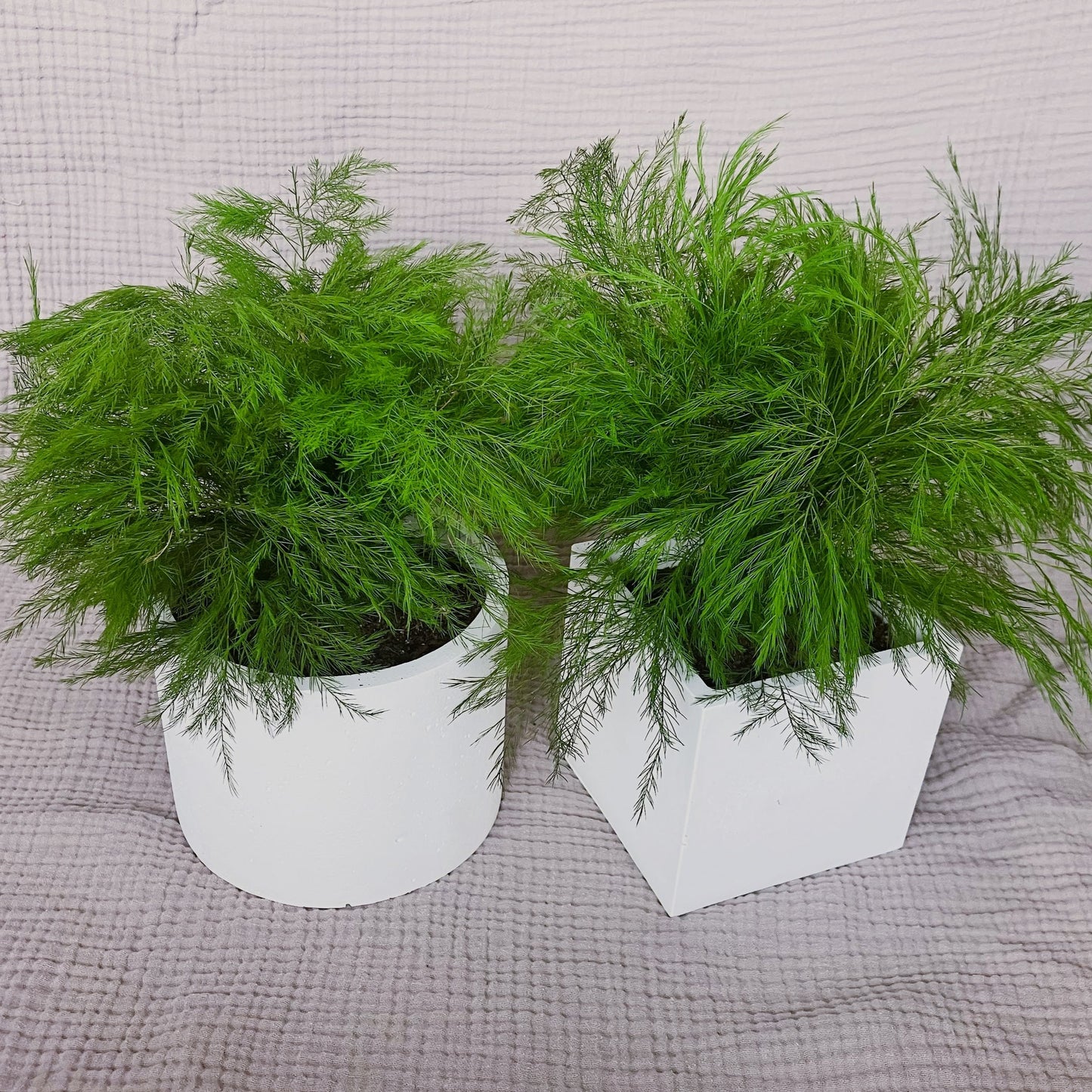 Stabilizovaný asparagus v květináči