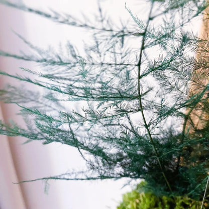 Asparagus_plumosus_