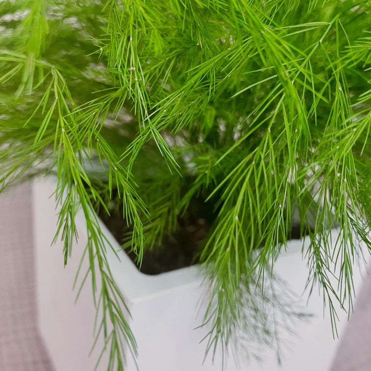 Stabilizovaný asparagus v květináči