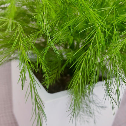 Stabilizovaný asparagus v květináči