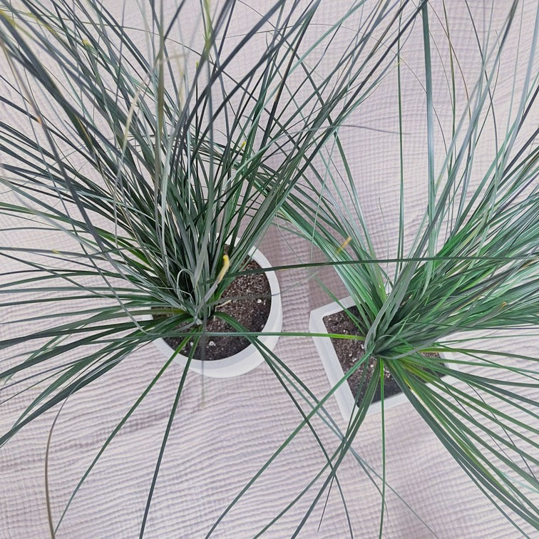 Stabilizovaná medvědí tráva v betonovém květináči