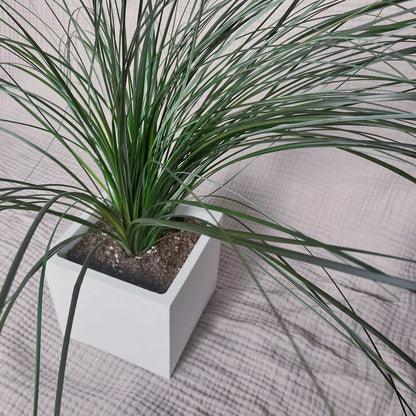 Stabilizovaná medvědí tráva v betonovém květináči