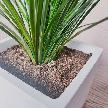 Stabilizovaná medvědí tráva v betonovém květináči