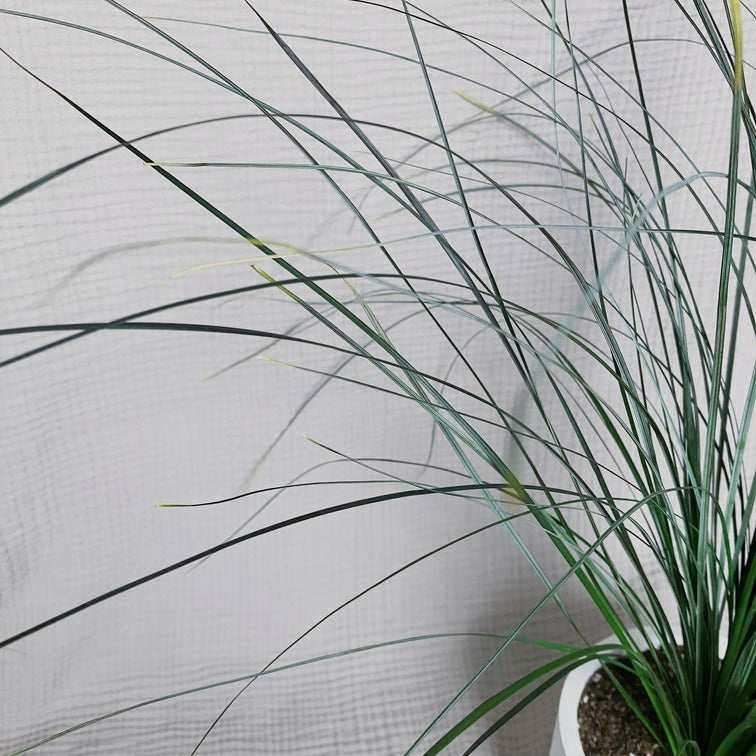 Stabilizovaná medvědí tráva v betonovém květináči