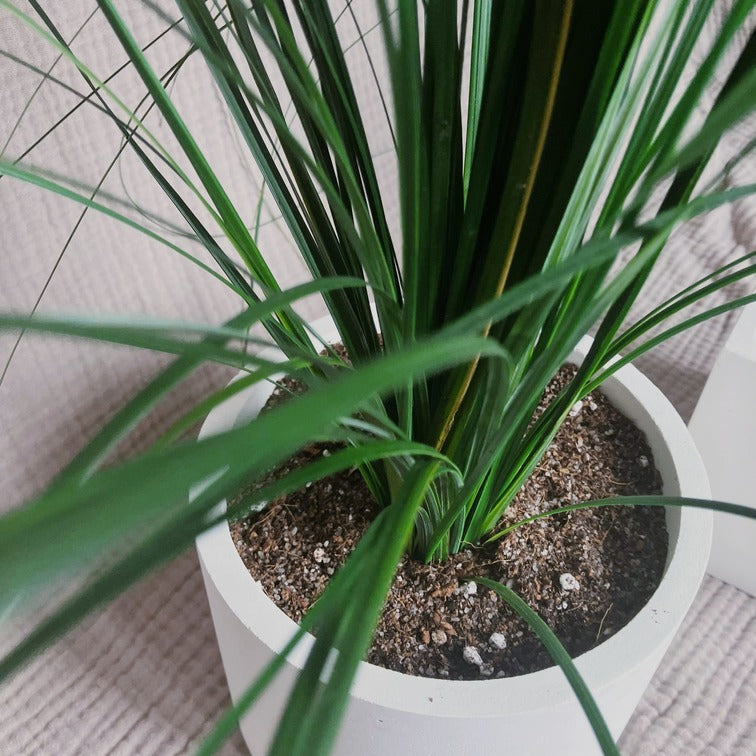 Stabilizovaná medvědí tráva v betonovém květináči