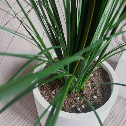 Stabilizovaná medvědí tráva v betonovém květináči