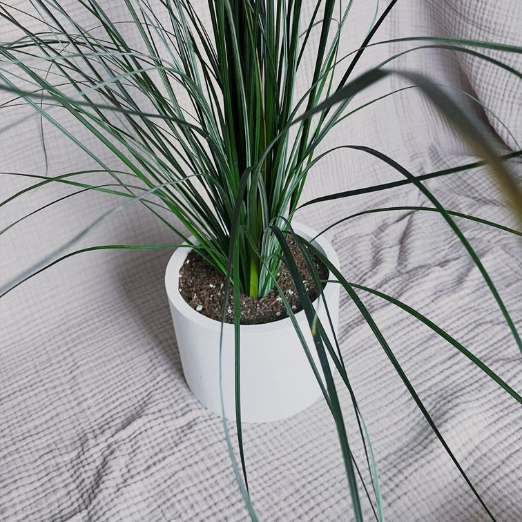 Stabilizovaná medvědí tráva v betonovém květináči